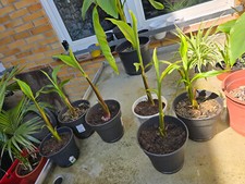 bananenpflanze Musa basjoo Ableger Winterhart bei entsprechendem Schutz