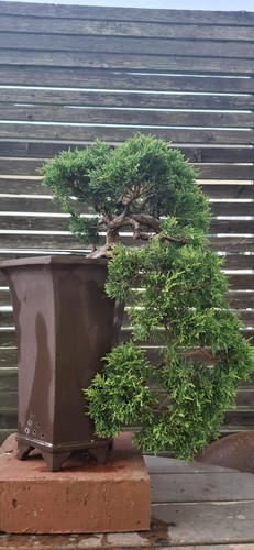 Bonsai chinesischer wacholder - chinesischer,