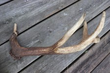 Abwurfstangen Geweihstangen Hirschhorn Hirschgeweih Geweih Horndekoration abnorm