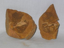 Paar trilobiten - 1,