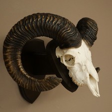 Mufflon (Ovis gmelini musimon)