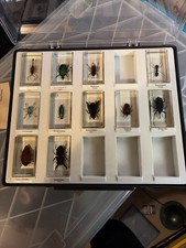 Schaukasten Insekten Sammlung