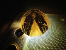 schöner kleiner versteinerter