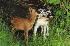 Postcard  **   AUSTRALIAN SHEPHERD  &    REH    ****POSTKARTE  **