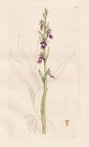 Ophrys muscifera orchideen - muscifera,