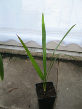 Kanarische Dattelpalme - Phoenix Canariensis - Jungpflanze