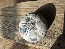  Seeigel Galerites Steinkern