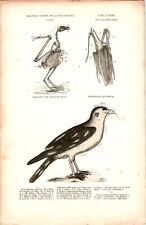 Antike Handkolorierte Lithographie Grafik 19 Jh. Zoologie Vögel
