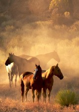 XXL Poster 100 x 70cm Pferde beim friedlichen Zusammensein (S807)