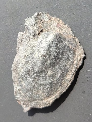 Devonian fish europrotaspis - fish.,