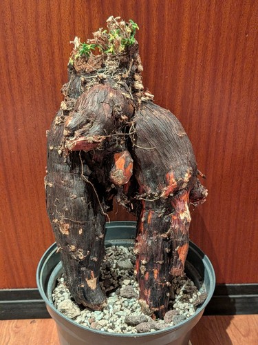 Mestoklema elatum xxxl - mestoklema,