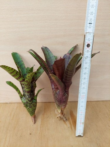 Bromelien sortiment 2 - bromelien, sortiment,