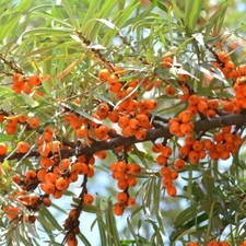 Sanddorn orange friesdorfer - sanddorn,