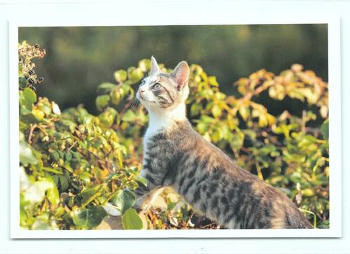 Postkarte katze neu - ak,