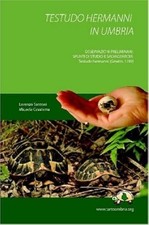 Hermanni testudo umbrien - hermanni,