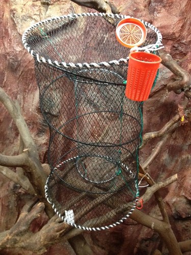 Fish trap eel - eel,