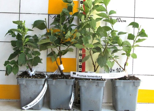 Prunus tomentosa - ,