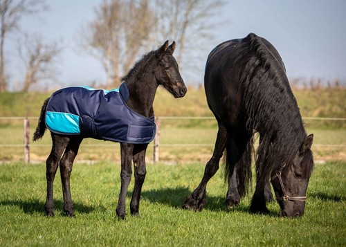 Harrys horse fohlendecke - harrys,