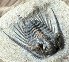 Trilobit Trilobite