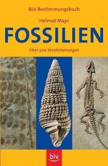 Fossilien über 500 - Über,