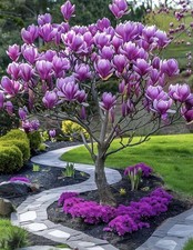 002995A Magnolia liliiflora