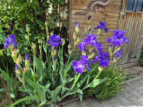 Schwertlilie iris yaquina - tb,,