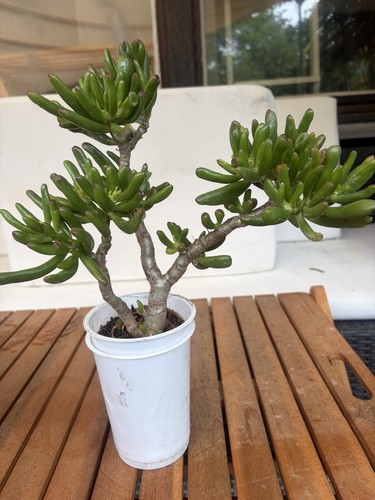 Geldbaum pfenningbaum crassula - pfenningbaum,