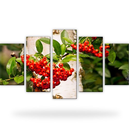 Eberesche beeren pflanzen bild - pflanzen,