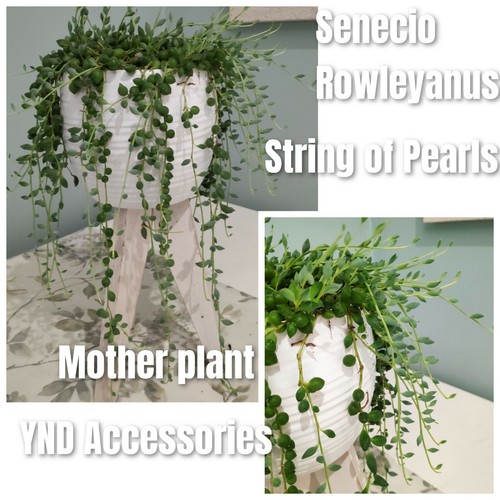 Senecio rowleyanus - 2,