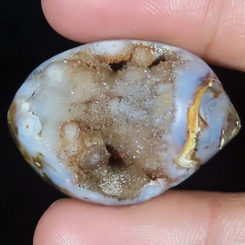 Natürlich fossil schnecke - natürlich,