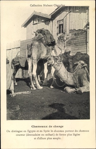 ägypten kamele bei der - Ägypten,,
