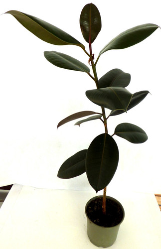 Gummibaum ficus elastica - .,