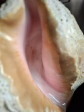 XXL Cassis Cornuta Cassidae Helmschnecke Meeresschnecke Muschel