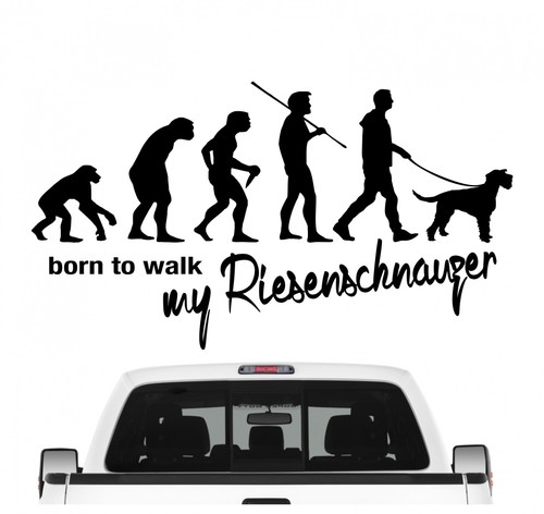 Riesenschnauzer schnauzer - riesenschnauzer,