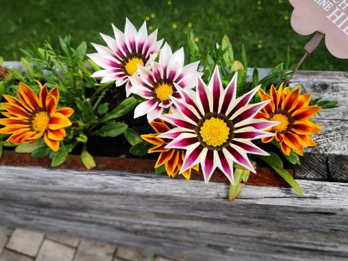 100 samen mittagsgold gazania - mittagsgold,