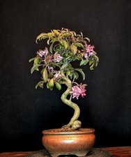 BONSAI ROTER APFELBAUM MALUS