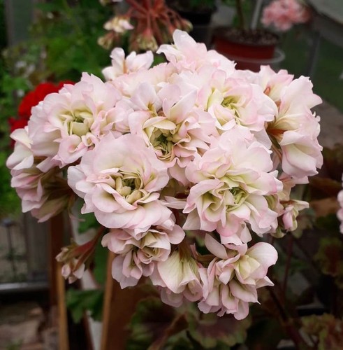 Pelargonie jungpflanzen jug - pelargonie,