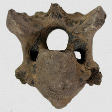 Fossil Hornträger Bovidae