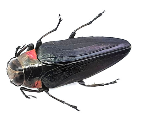 Buprestidae belionota sp - buprestidae,,