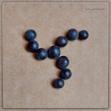 10 x Sabal minor Samen - Zwergpalmetto - winterhart - Garten - Terrasse