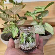 mini terrarium With Plants