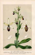 Ophrysaranifera - Ragwurz