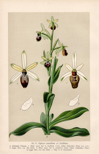Ophrysaranifera ragwurz - -,
