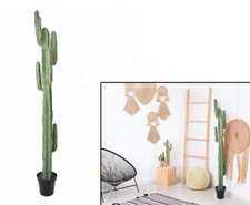 Mexikanischer Finger Kaktus