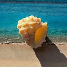 Meeresschnecke, Drupa