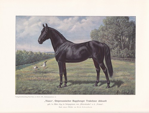 Vasco rappe hengst trakehner - rappe,