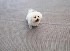 Isabella Flint Zeltteppich