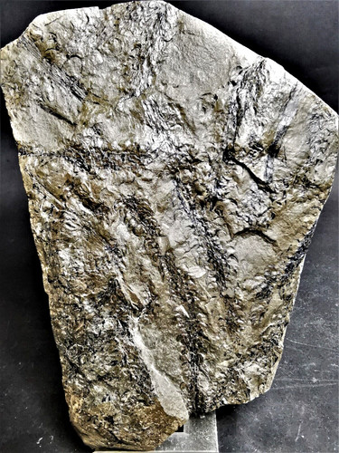 Lepidodendron ophiurus - ,