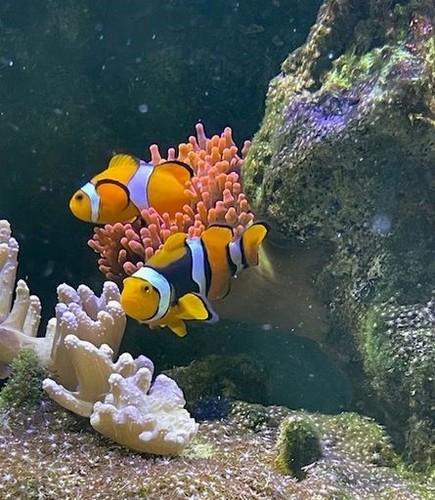 Aquarium 1000 liter - ca.,