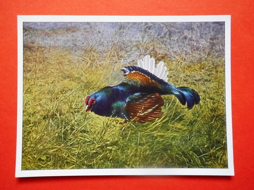 Sammelbilder fotobilder - sammelbilder,